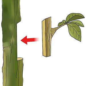 Dụng cụ chiết ghép