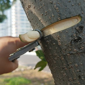 Kéo chiết cành