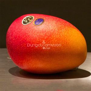 Giống cây xoài mặt trời Nhật Bản