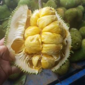 Giống cây mít tố nữ
