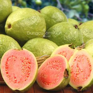 Giống cây ổi ruột đỏ
