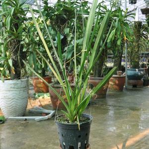 Hoa lan kiếm vàng Thái Lan