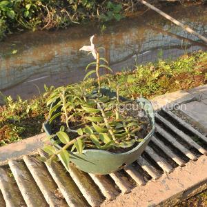 Hoa phong lan thiên cung lữ bố